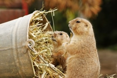 Zoo-Fotokurs für Kids