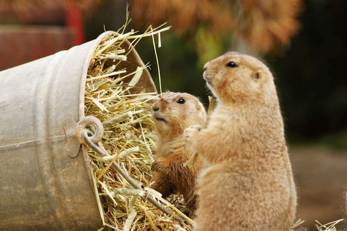 Zoo Fotokurs
