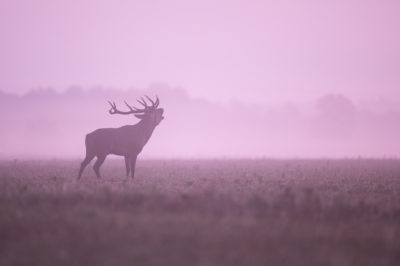 Ganz schön wild pro – Tierfotografie für Fortgeschrittene
