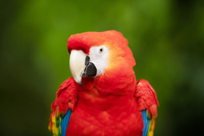 Ganz schön wild – Fotokurs im Weltvogelpark Walsrode