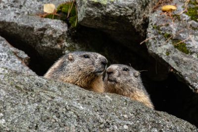 Ganz schön wild unterwegs – Wildlife-Fotografie im Nationalpark Hohe Tauern