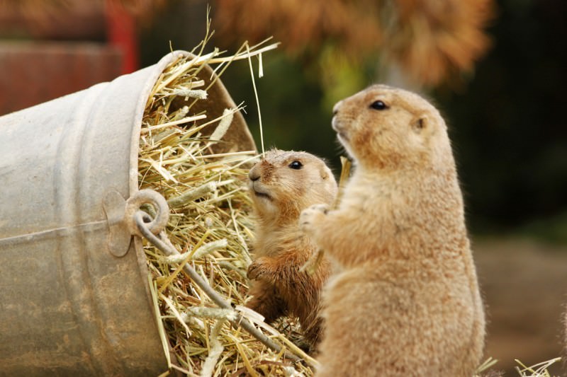 Zoo-Kurs | Fotokurs im Zoo Hannover