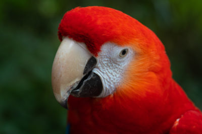 NEU: Tierfotografie-Kurs im Weltvogelpark Walsrode