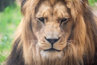 Zoo-Fotokurs